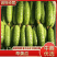 旱黄瓜渣子,瓜漏,二瓜,适合,食堂,咸菜厂,小卖,平台,