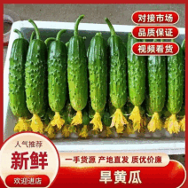 东北.精品旱黄瓜绥中产地专业代办，产地直发，一手货源，