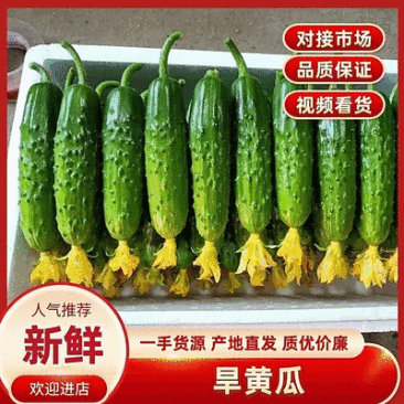 东北.精品旱黄瓜绥中产地专业代办，产地直发，一手货源，