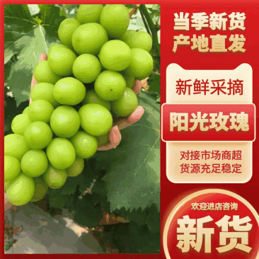 阳光玫瑰晴王葡萄河北葡萄现货现发对接市场商超电联采