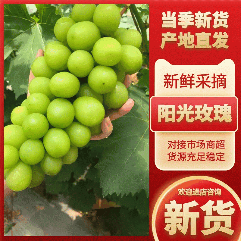 阳光玫瑰晴王葡萄河北葡萄现货现发对接市场商超电联采
