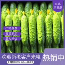 【今日特卖】旱黄瓜辽宁旱黄瓜现货产地直发落价落价啦