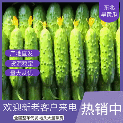 【今日特卖】旱黄瓜辽宁旱黄瓜现货产地直发落价落价啦