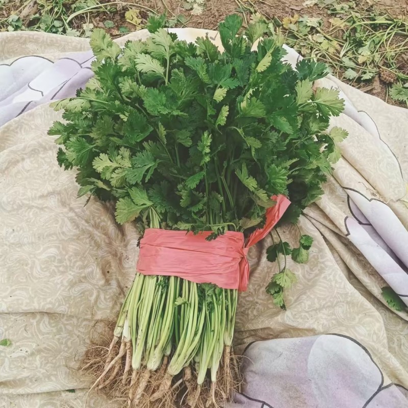 香菜河南香菜产地直发品质保障对接商超市场等