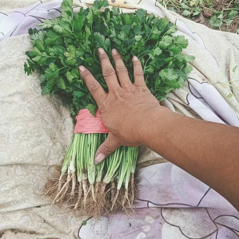 香菜河南香菜产地直发品质保障对接商超市场等