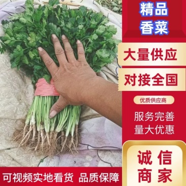 香菜河南香菜产地直发品质保障对接商超市场等
