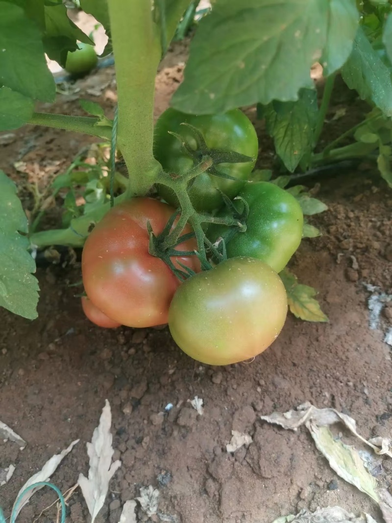 凯德87901大果草莓番茄苗基地直发一手货源欢迎致电咨询