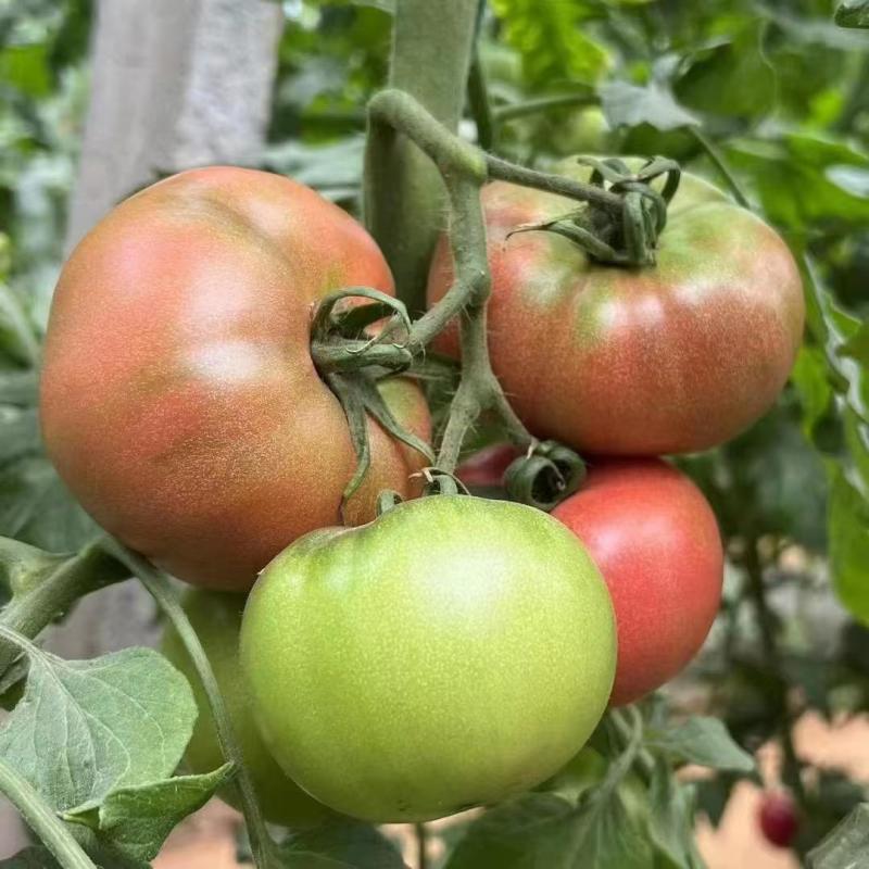 凯德87901大果草莓番茄苗基地直发一手货源欢迎致电咨询