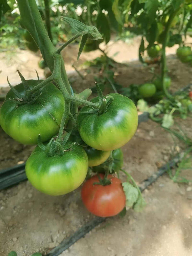 凯德87901大果草莓番茄苗基地直发一手货源欢迎致电咨询