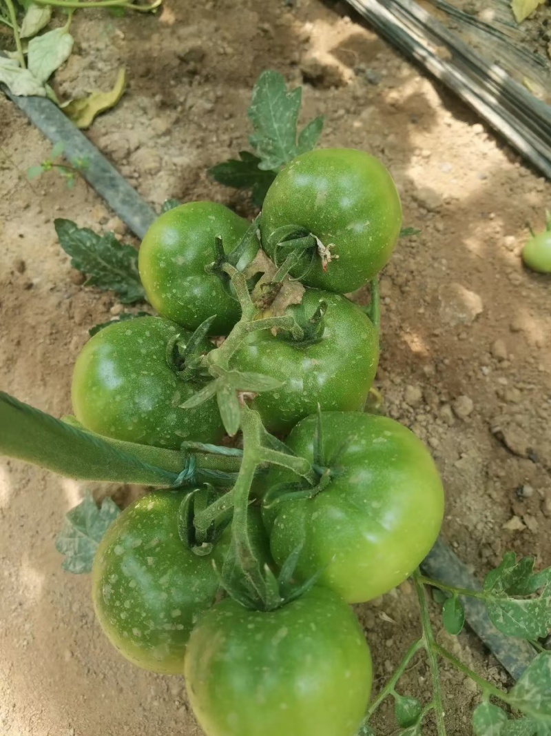 凯德87901大果草莓番茄苗基地直发一手货源欢迎致电咨询