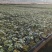 凯德87901大果草莓番茄苗基地直发一手货源欢迎致电咨询