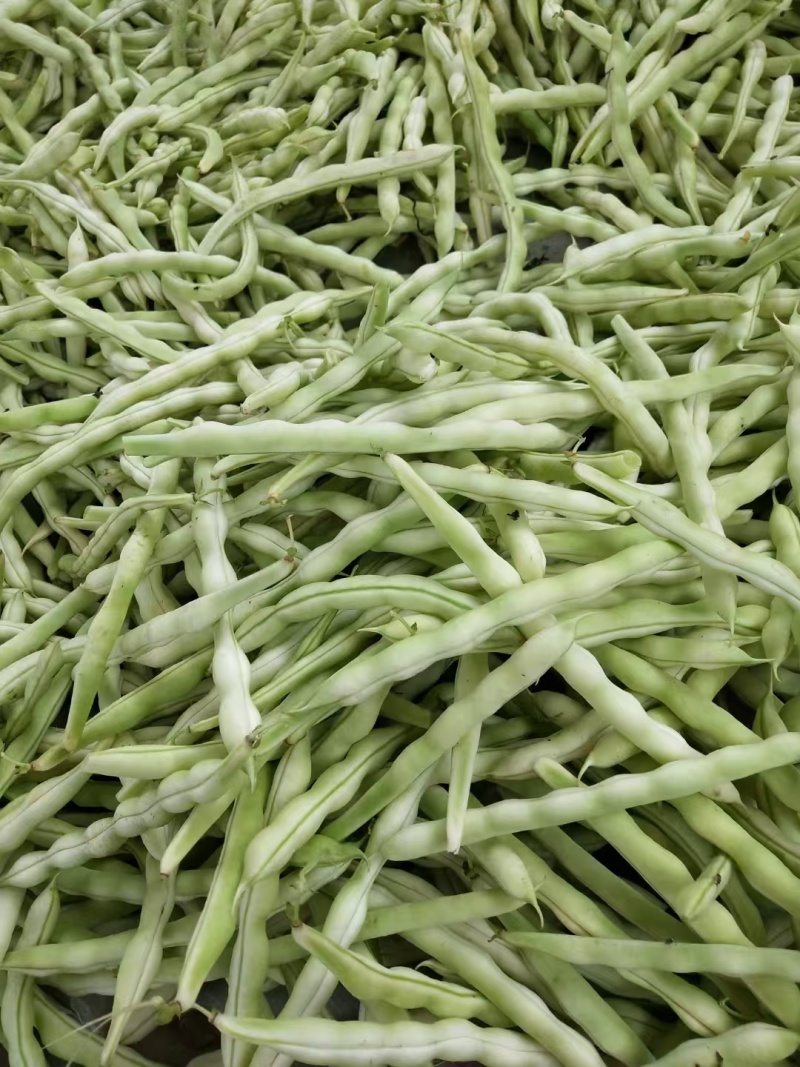 芸豆山东芸豆精品芸豆大量供货，品质保障量大从优欢迎咨询