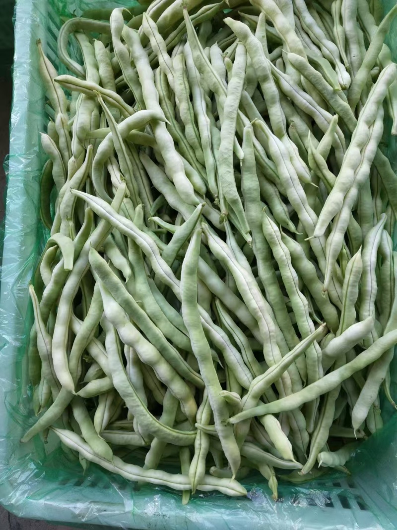 芸豆山东芸豆精品芸豆大量供货，品质保障量大从优欢迎咨询