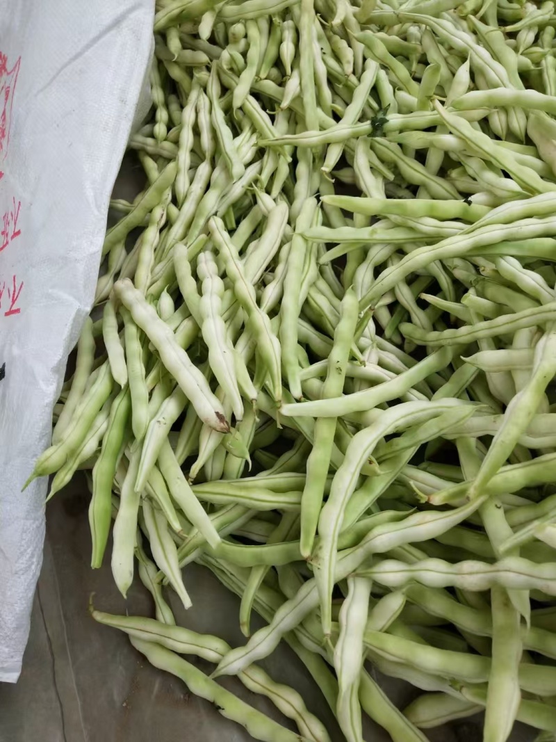 芸豆山东芸豆精品芸豆大量供货，品质保障量大从优欢迎咨询