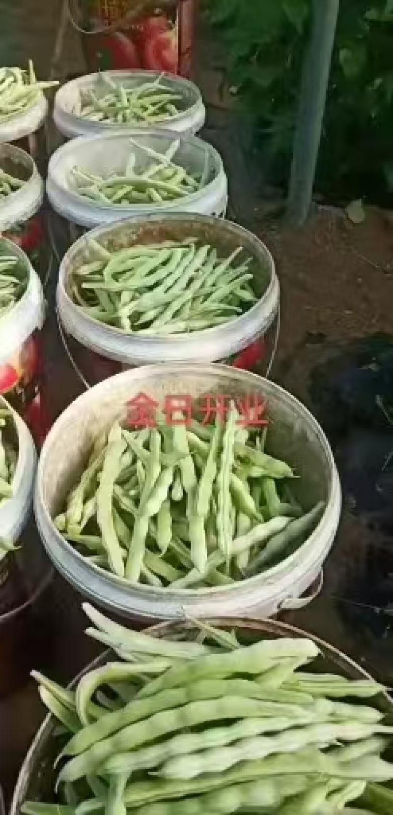 芸豆山东芸豆精品芸豆大量供货，品质保障量大从优欢迎咨询