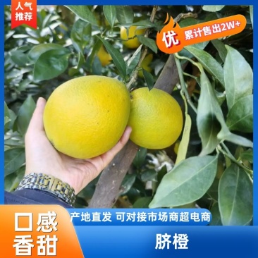 怀化脐橙大量供应皮薄多汁现摘现发欢迎来电咨询