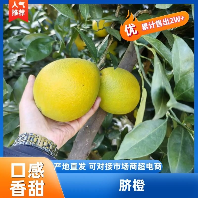 怀化脐橙大量供应皮薄多汁现摘现发欢迎来电咨询