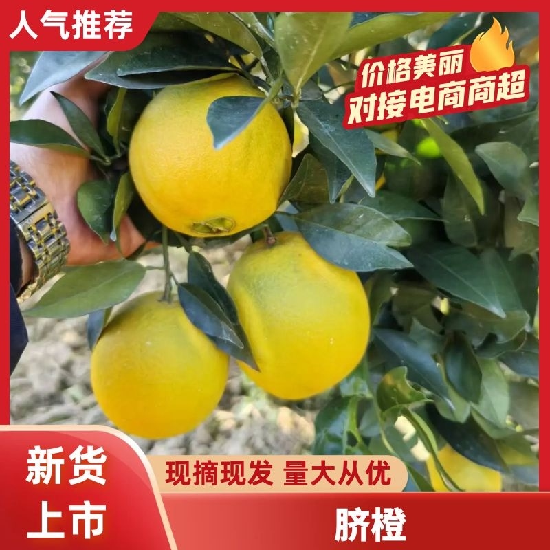 怀化脐橙湖南纽荷尔脐橙产地直发提供一条龙服务