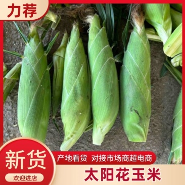 太阳花甜玉米大量上市产地直发价格优惠支持视频看货