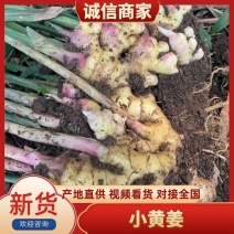 【优质】小黄姜市场货保质保量诚信经营大量出货
