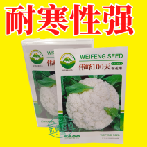 基地优品伟峰100天松花菜种子春秋花菜种花椰菜松花菜种子