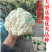 基地优品伟峰100天松花菜种子春秋花菜种花椰菜松花菜种子