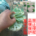 基地优品伟峰100天松花菜种子春秋花菜种花椰菜松花菜种子
