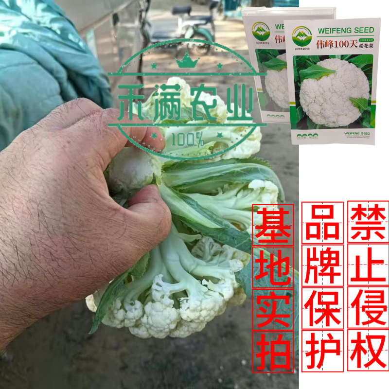 基地优品伟峰100天松花菜种子春秋花菜种花椰菜松花菜种子