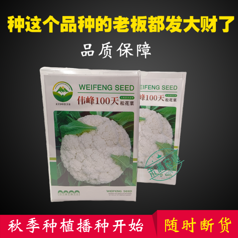基地优品伟峰100天松花菜种子春秋花菜种花椰菜松花菜种子