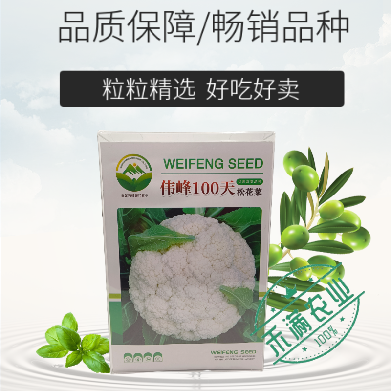基地优品伟峰100天松花菜种子春秋花菜种花椰菜松花菜种子