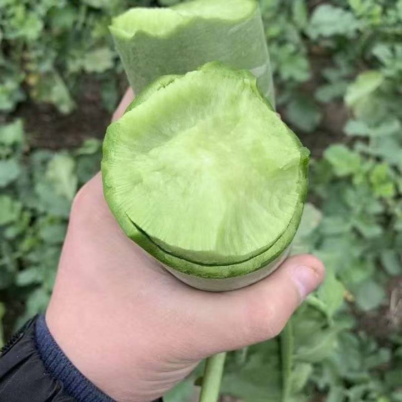 【实力】水果萝卜河南大萝卜量大价优欢迎选购