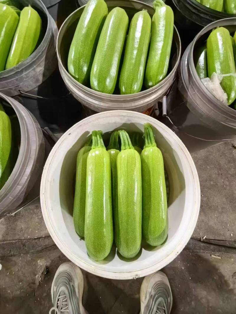 油绿西葫芦碧玉西葫芦聊城沙镇蔬菜货源充足代收代发