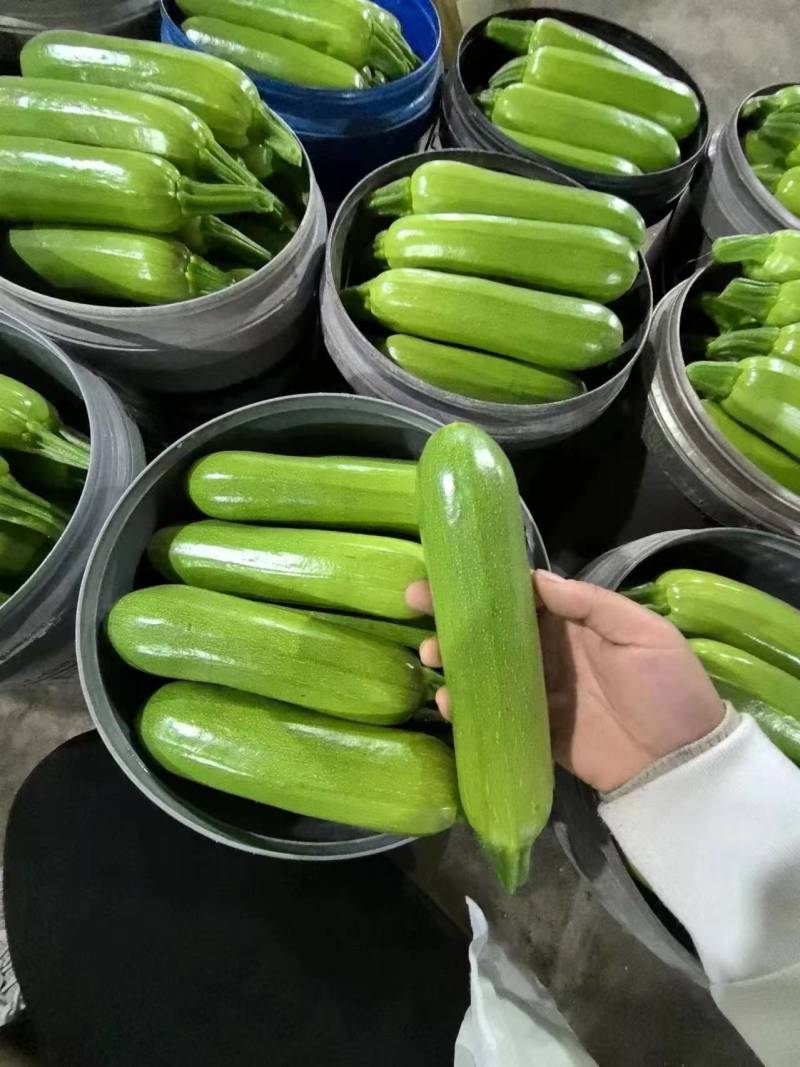 油绿西葫芦碧玉西葫芦聊城沙镇蔬菜货源充足代收代发