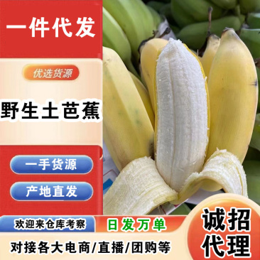 【招代理】野生土芭蕉/一件代发/产地直发/一手货源