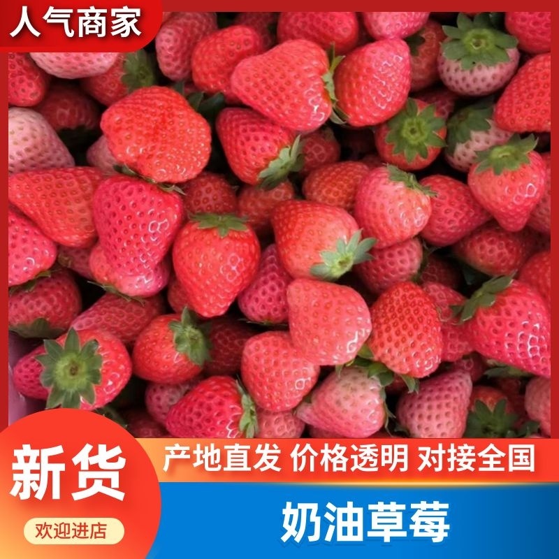【加工果商品果果汁果速冻果】宁玉草莓大量有货欢迎致电