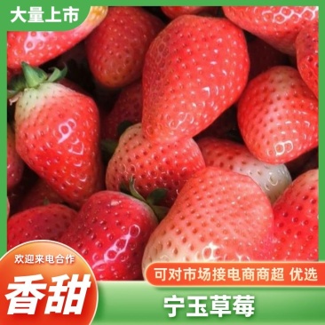 【下架】奶油草莓玉妙香等将大量上市产地直发货源充足