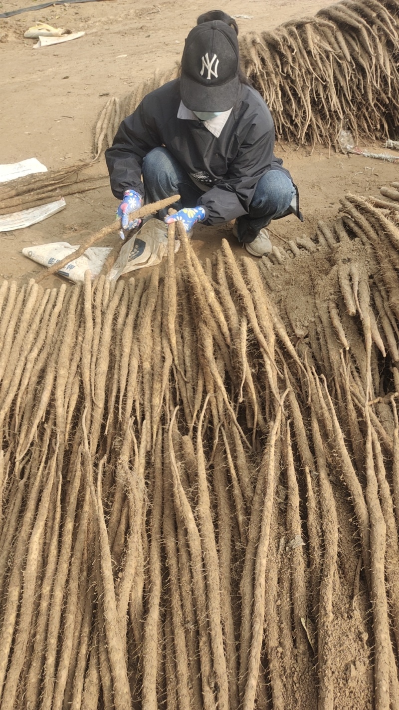 【实力推荐】小白嘴山药河南产地品质保证可视频看货