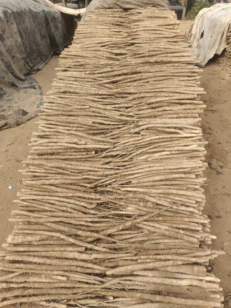 【实力推荐】小白嘴山药河南产地品质保证可视频看货