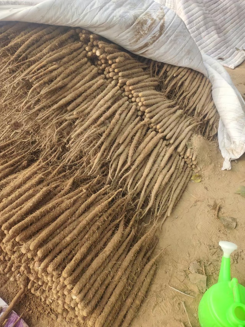 【今日推荐】双棒山药河南产地直发可视频看货对接全国