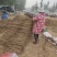 【今日推荐】双棒山药河南产地直发可视频看货对接全国