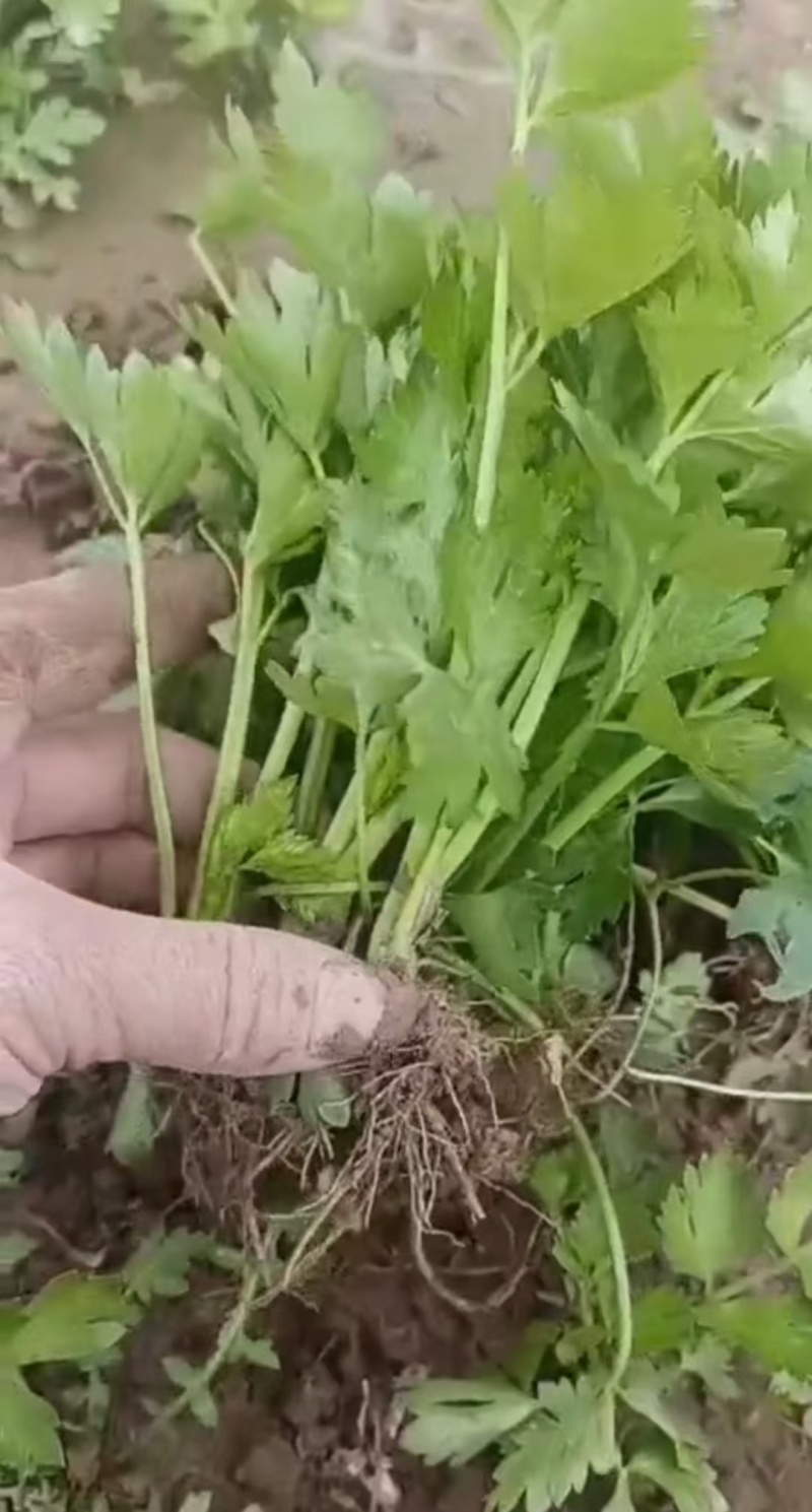 山东芹菜苗西芹苗大量有货，品质好，易成活全国发货