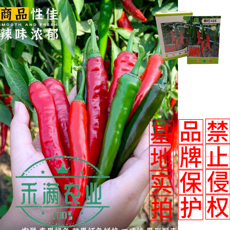 鼎红405早熟大果美人椒种子5g朝地美人辣椒种籽指地椒