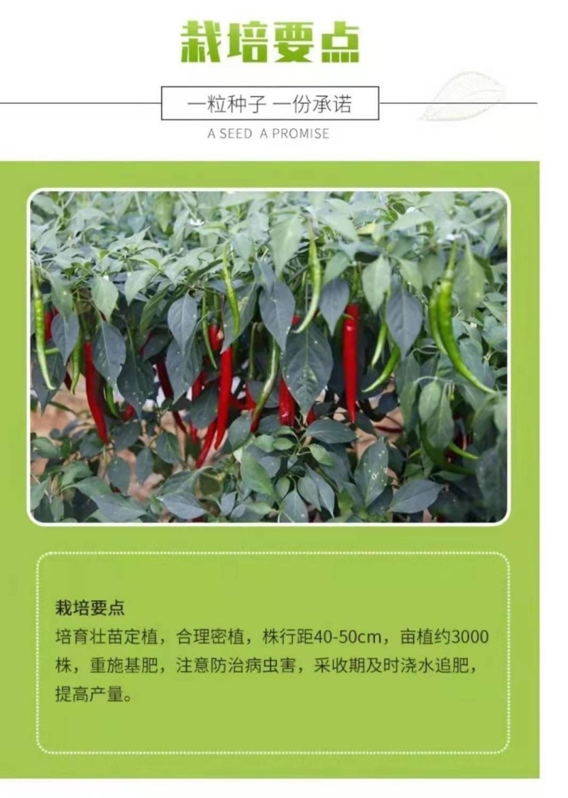 鼎红405早熟大果美人椒种子5g朝地美人辣椒种籽指地椒