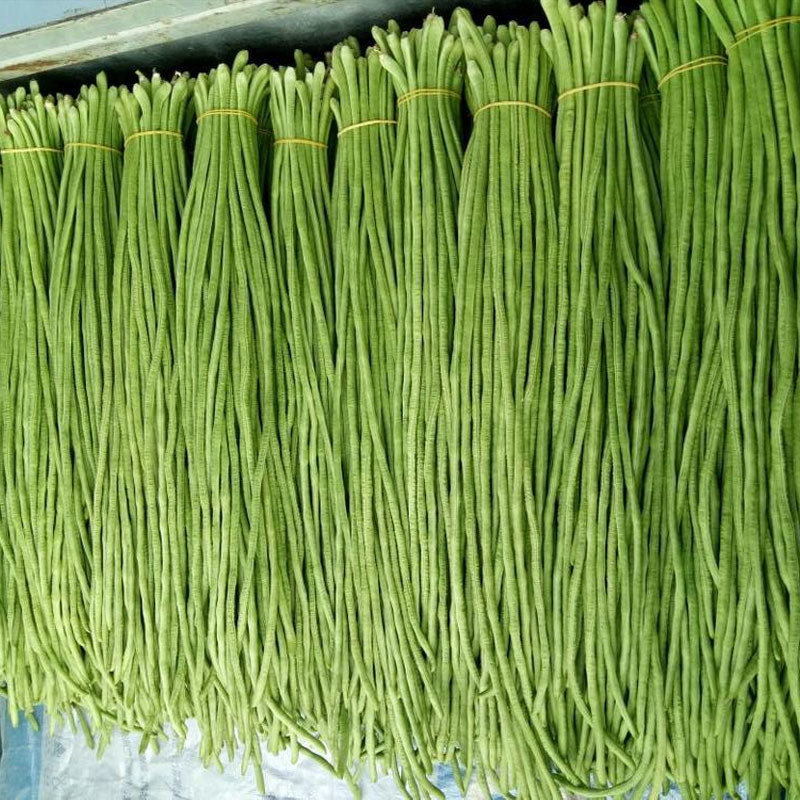 豇豆种子超长豆角龙泉新小福贵早熟翠绿色大棚基地品种