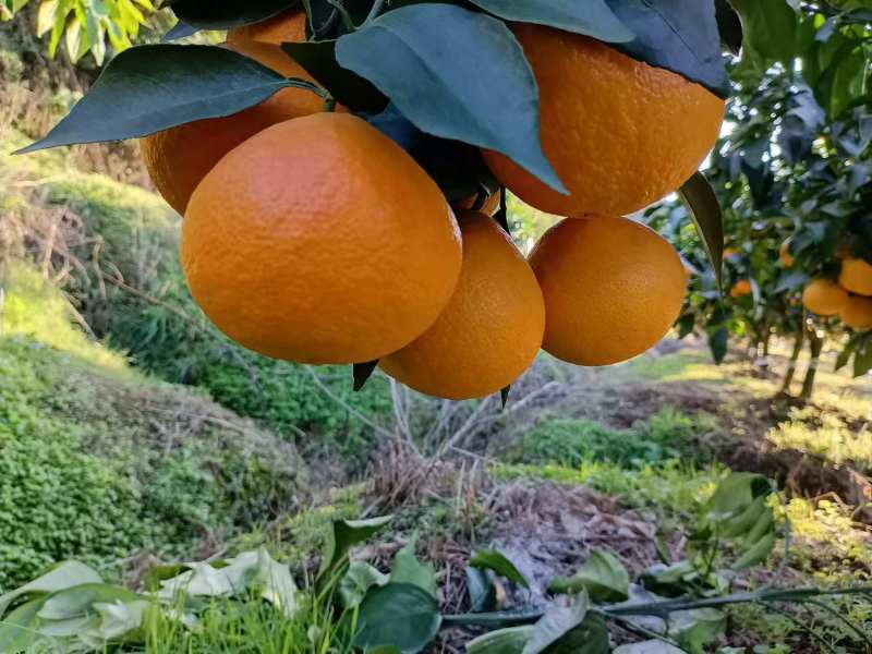 【推荐】四川精品爱媛橙果冻爱媛38号产地直发代发全国