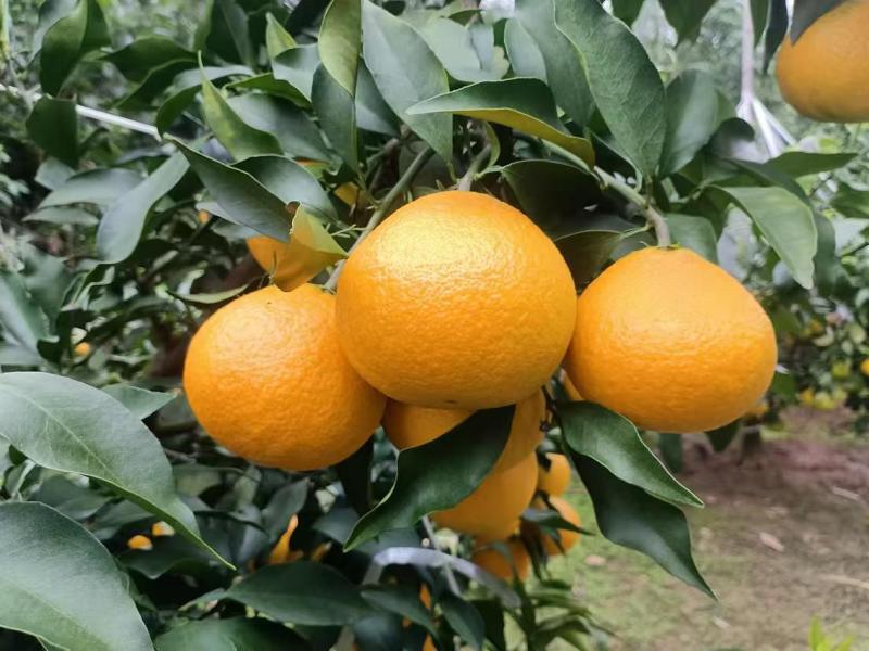 【推荐】四川精品爱媛橙果冻爱媛38号产地直发代发全国