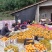 【推荐】四川精品爱媛橙果冻爱媛38号产地直发代发全国