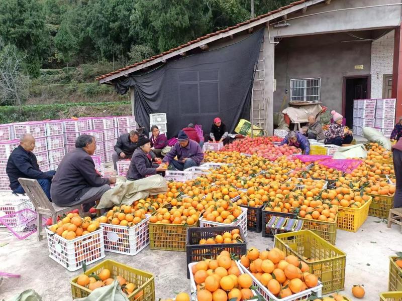 【推荐】四川精品爱媛橙果冻爱媛38号产地直发代发全国