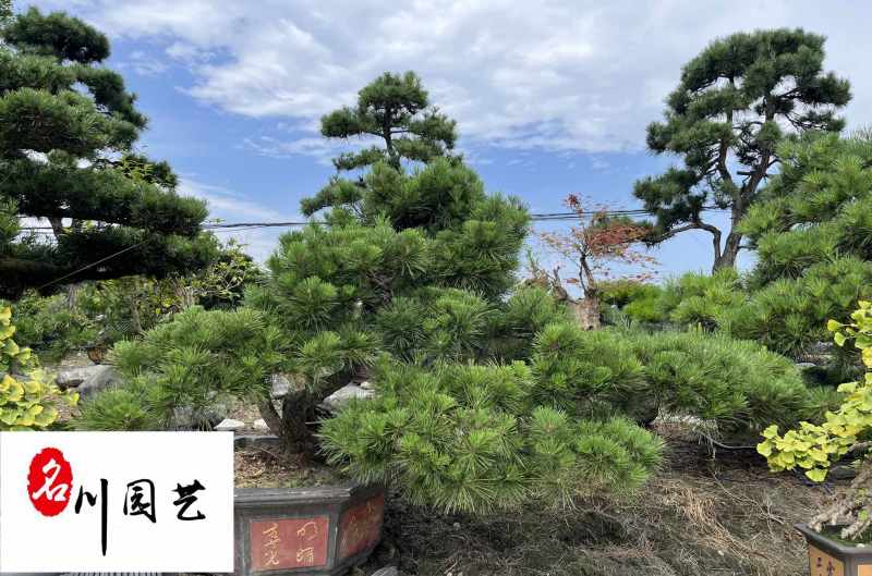 黑松造型盆栽长期供应黑松造型树四季常绿庭院别墅绿化
