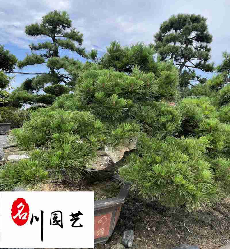 黑松造型盆栽长期供应黑松造型树四季常绿庭院别墅绿化